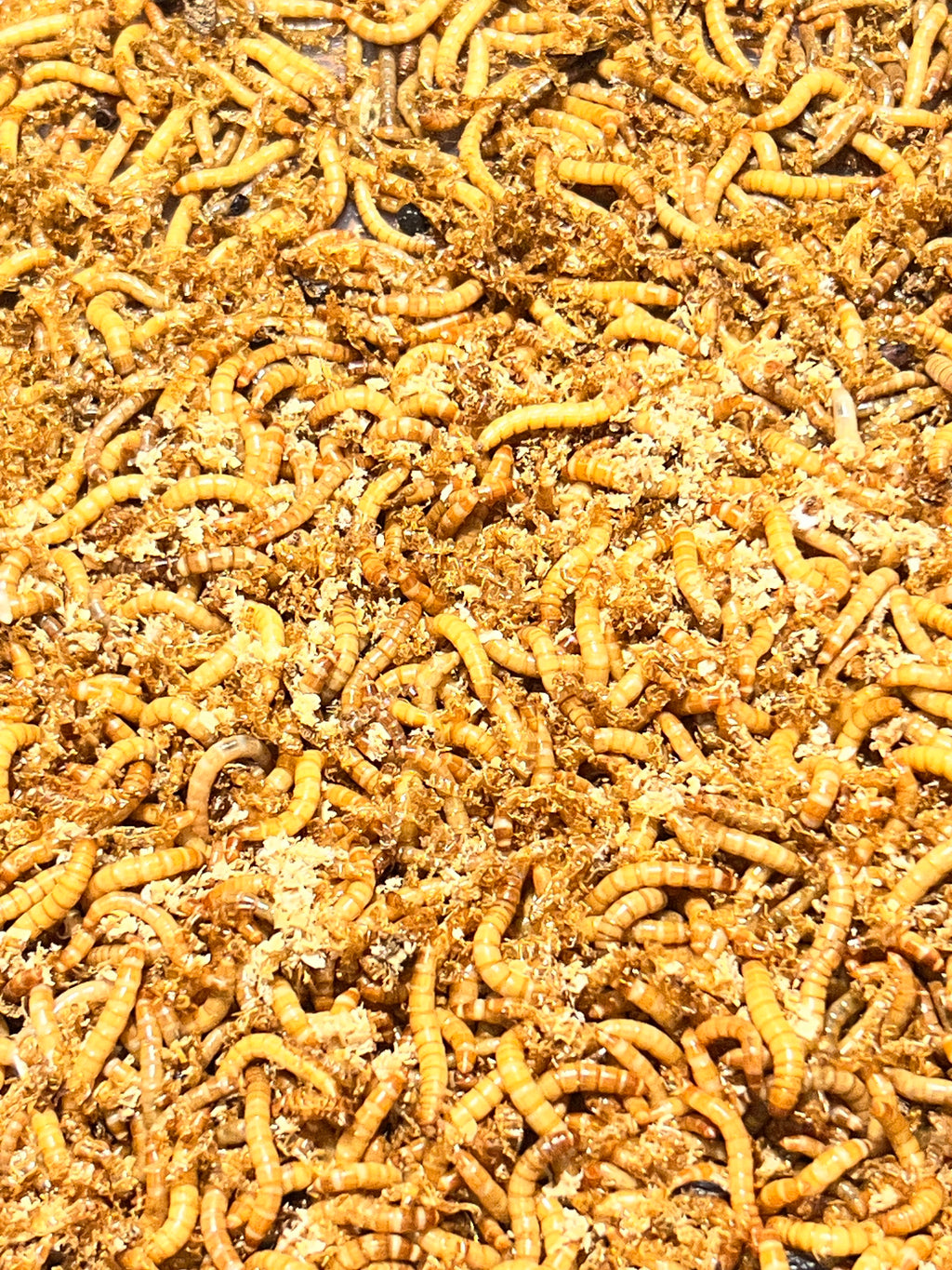 Mealworms - Fridge Hibernated