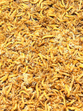 Mealworms - Fridge Hibernated