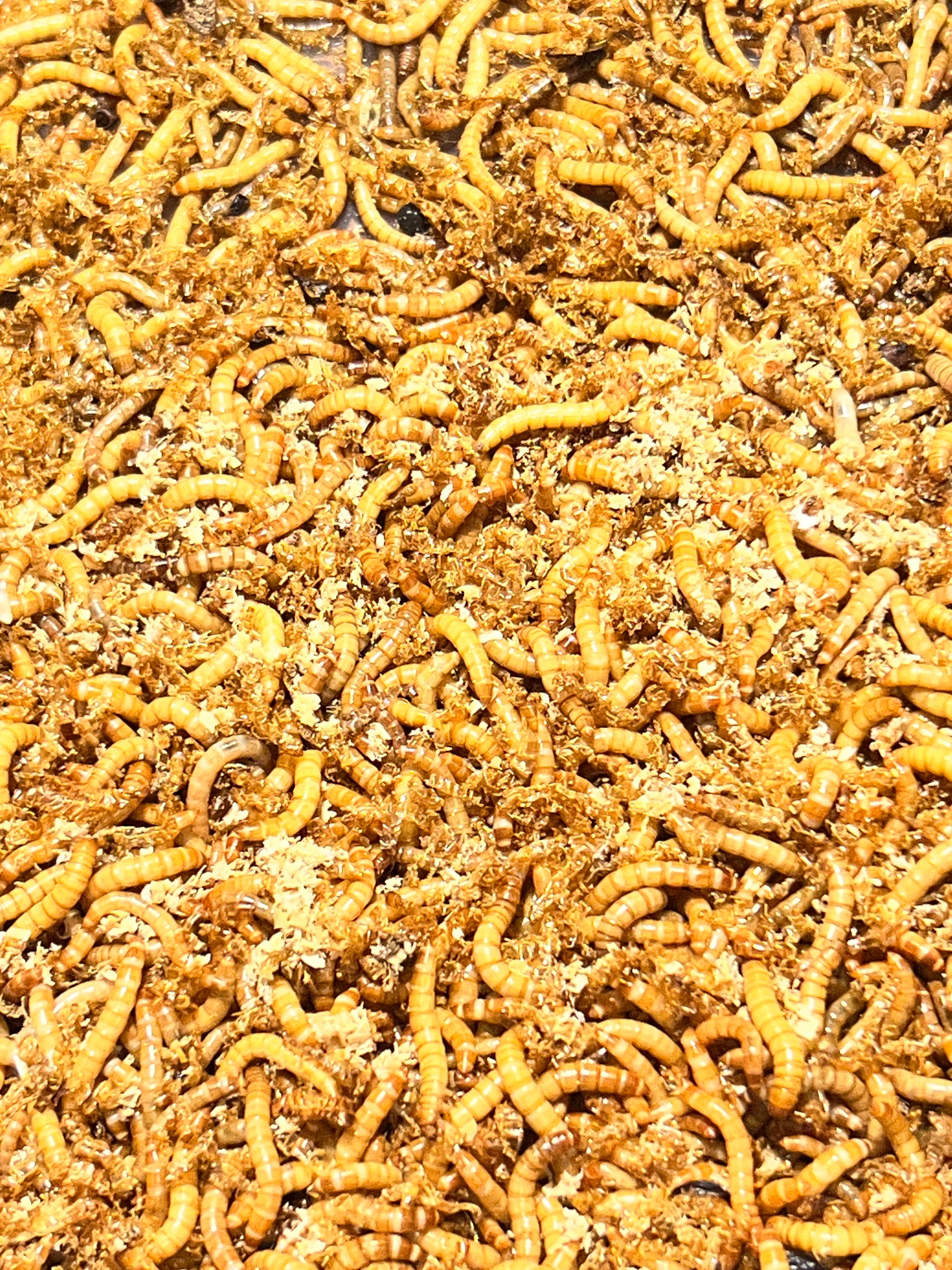 Mealworms - Fridge Hibernated