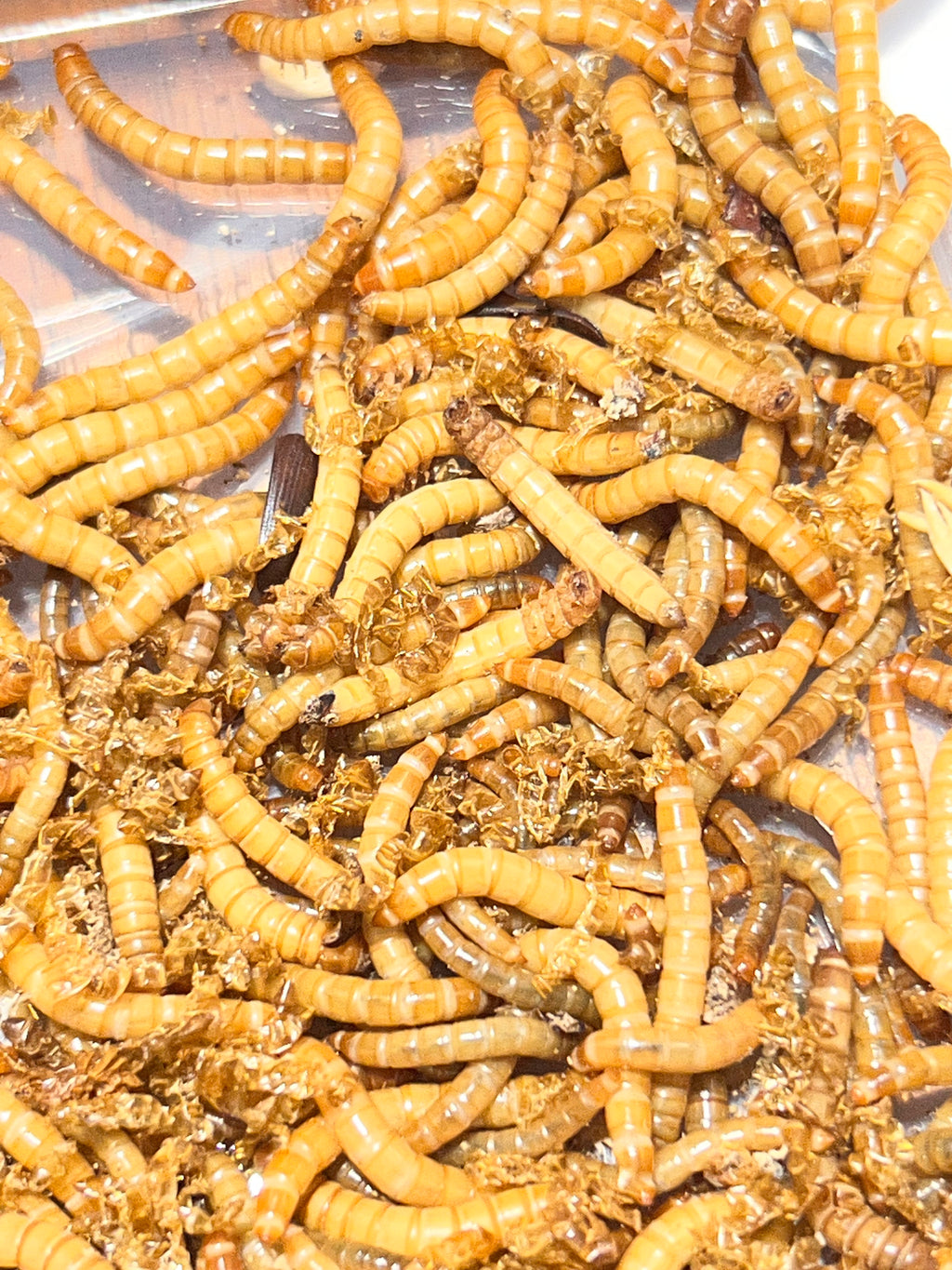 Mealworms - Fridge Hibernated