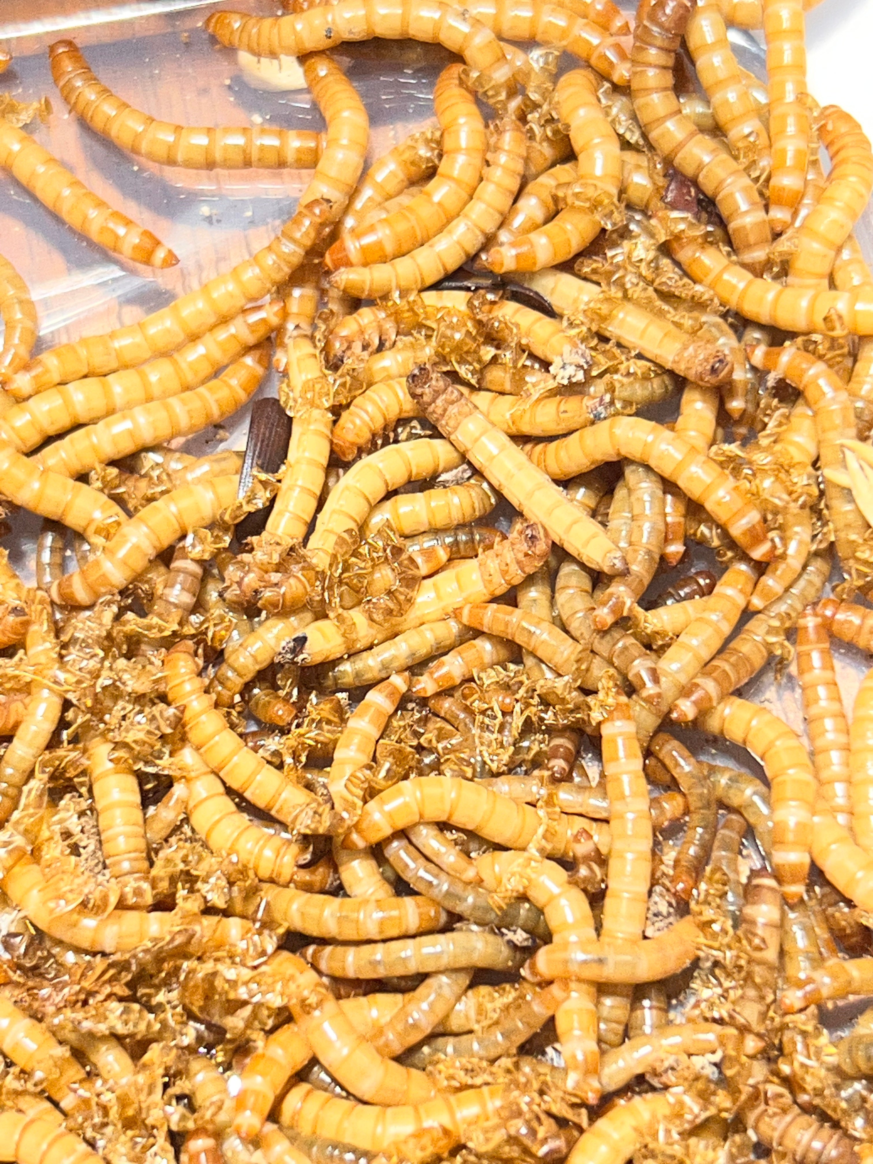 Mealworms - Fridge Hibernated