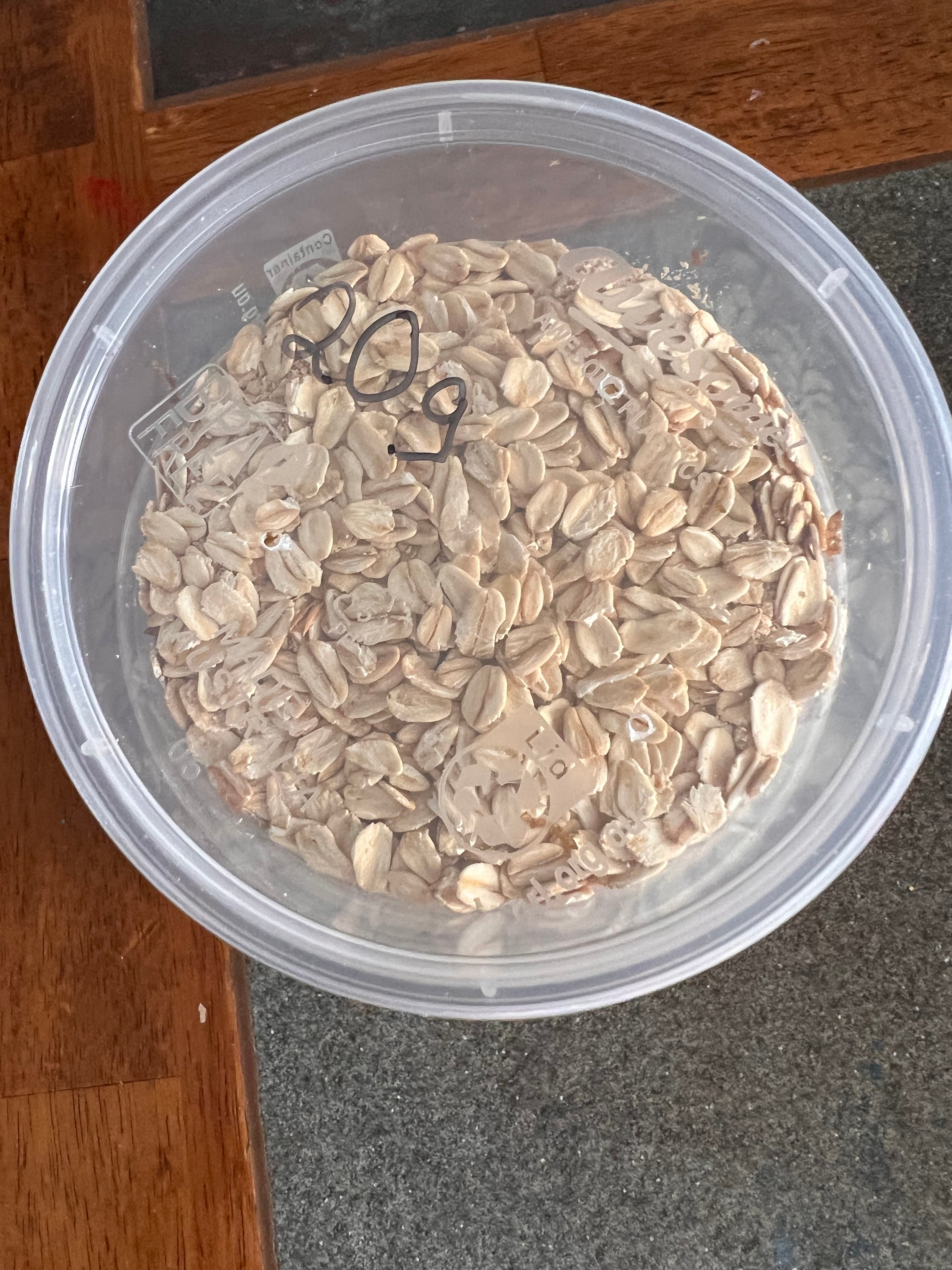 Mealworms - Fridge Hibernated